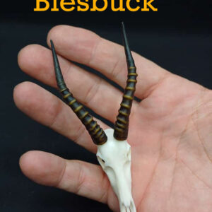 Skullies Collectable Mini Skulls (Blesbuck)