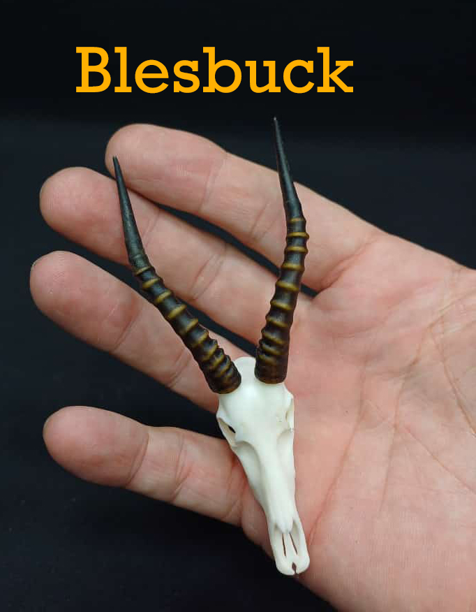 Blesbuck-2.jpg