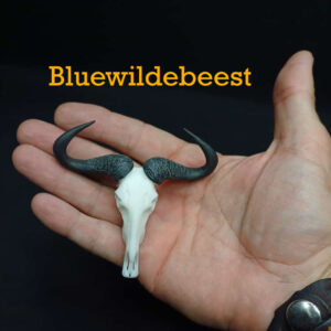 Skullies Collectable Mini Skulls (Blue Wilde beest)
