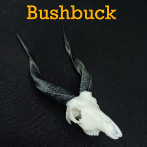 Skullies Collectable Mini Skulls (Bushbuck)