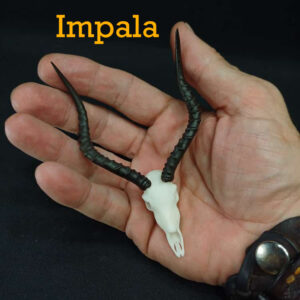 Skullies Collectable Mini Skulls (Impala)