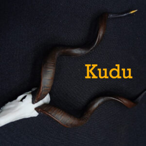 Skullies Collectable Mini Skulls (Kudu)