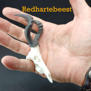 Skullies Collectable Mini Skulls (Redhartebeest)