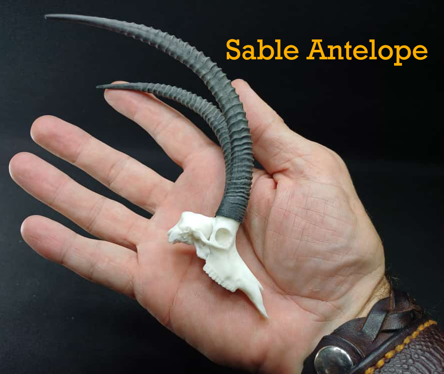 Sable-Antelope-2.jpg