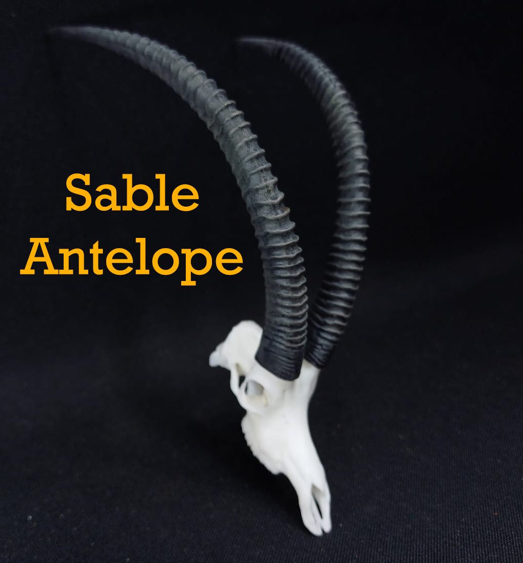 Sable-Antelope.jpg