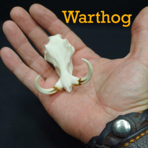 Skullies Collectable Mini Skulls (Warthog)