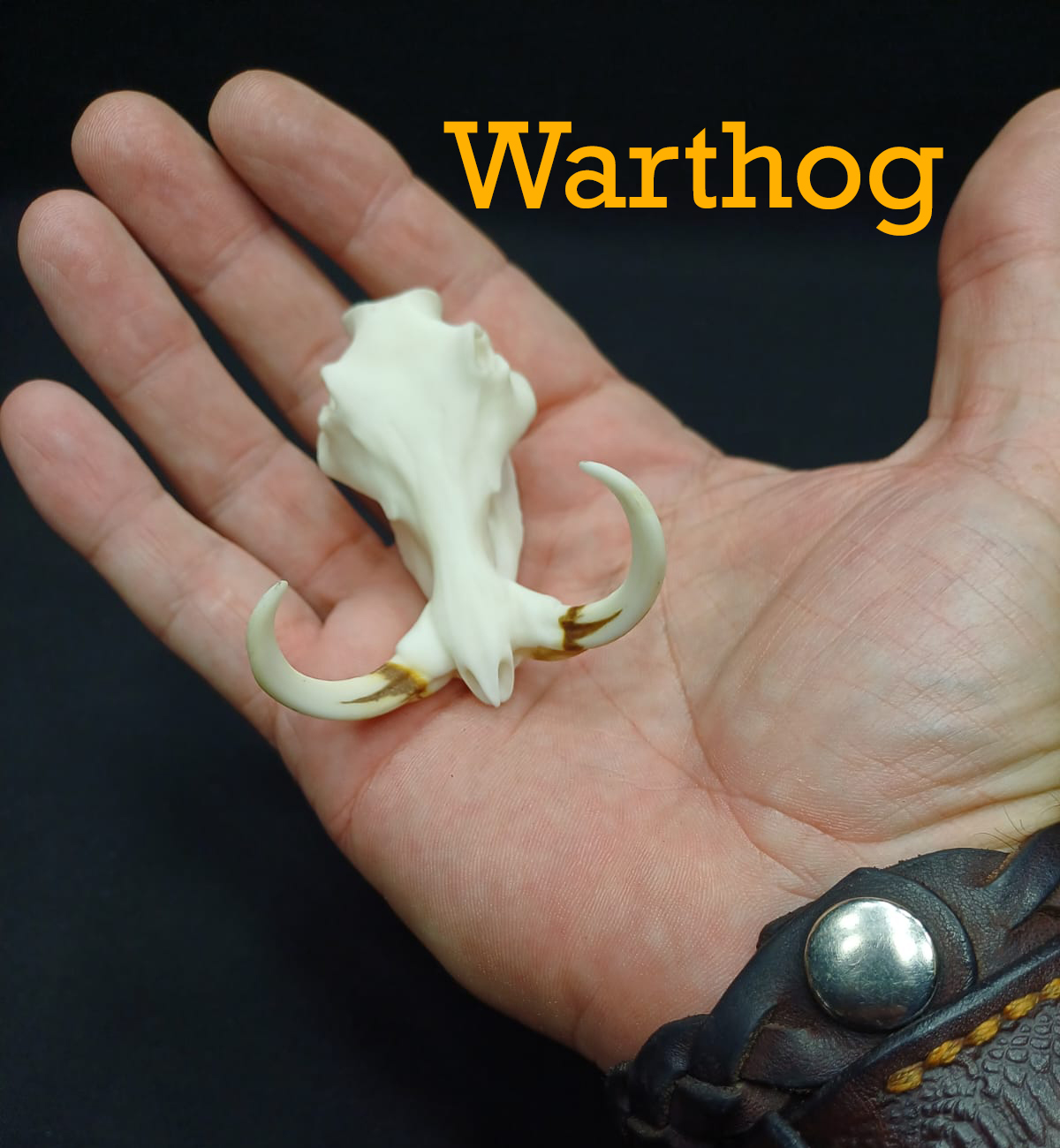 Warthog-2.jpg